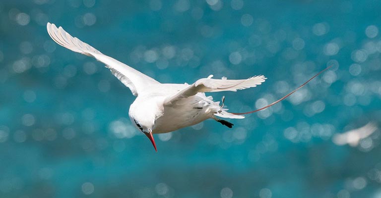 Identifying Criteria of Tropicbirds