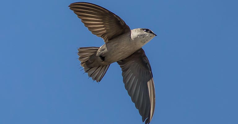 Identifying Criteria of Vaux's Swift