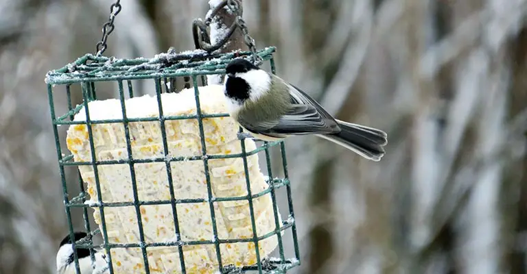 Impact of Quality Bird Food on Birds' Health