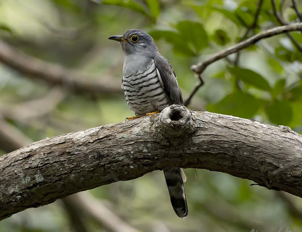 Importance and Conservation of Indian Cuckoo