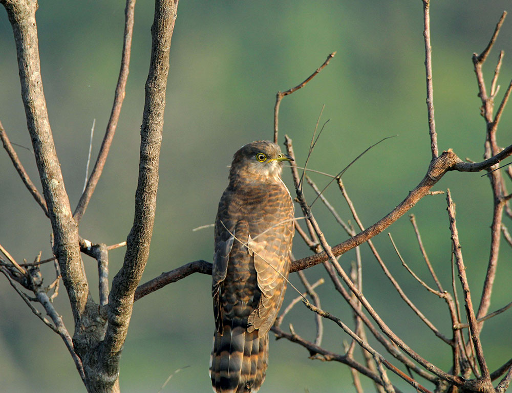 Indian Cuckoo: Unveiling the Mysteries of This Fascinating Bird - The ...