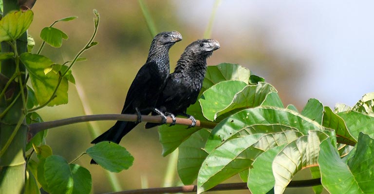 Individual Criteria of Smooth-billed Ani