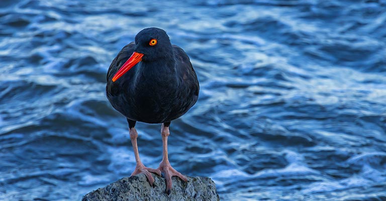 Individualizing Criteria of Black Oystercatcher