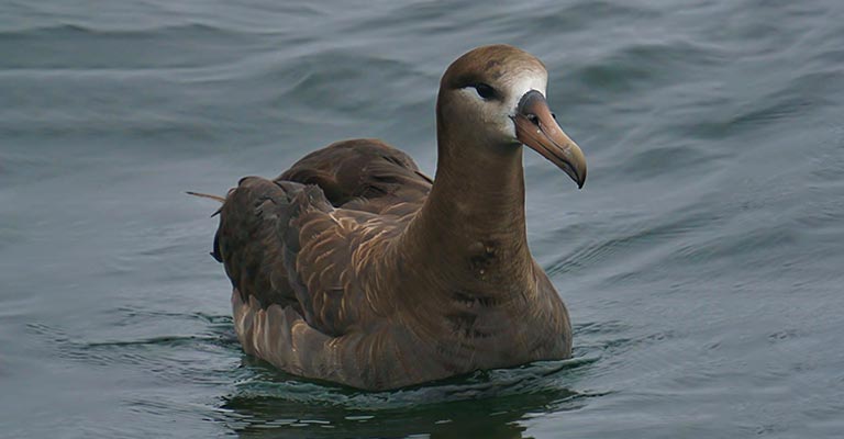 Individualizing Criteria of Black-footed Albatross