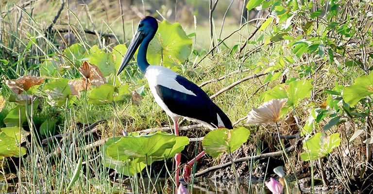Individualizing Criteria of Black-necked Stork