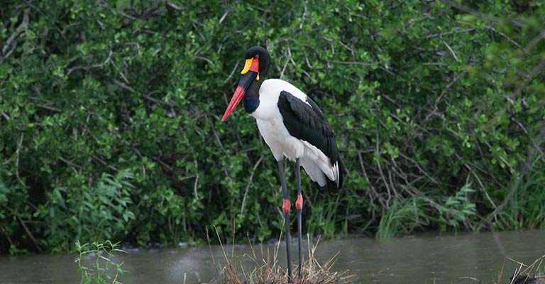 Individualizing Criteria of Saddle-billed Stork