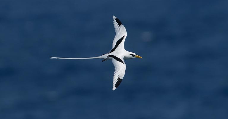 Individualizing Criteria of White-tailed Tropicbird