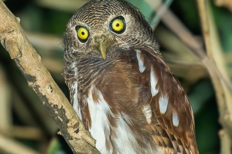 Javan Owlet