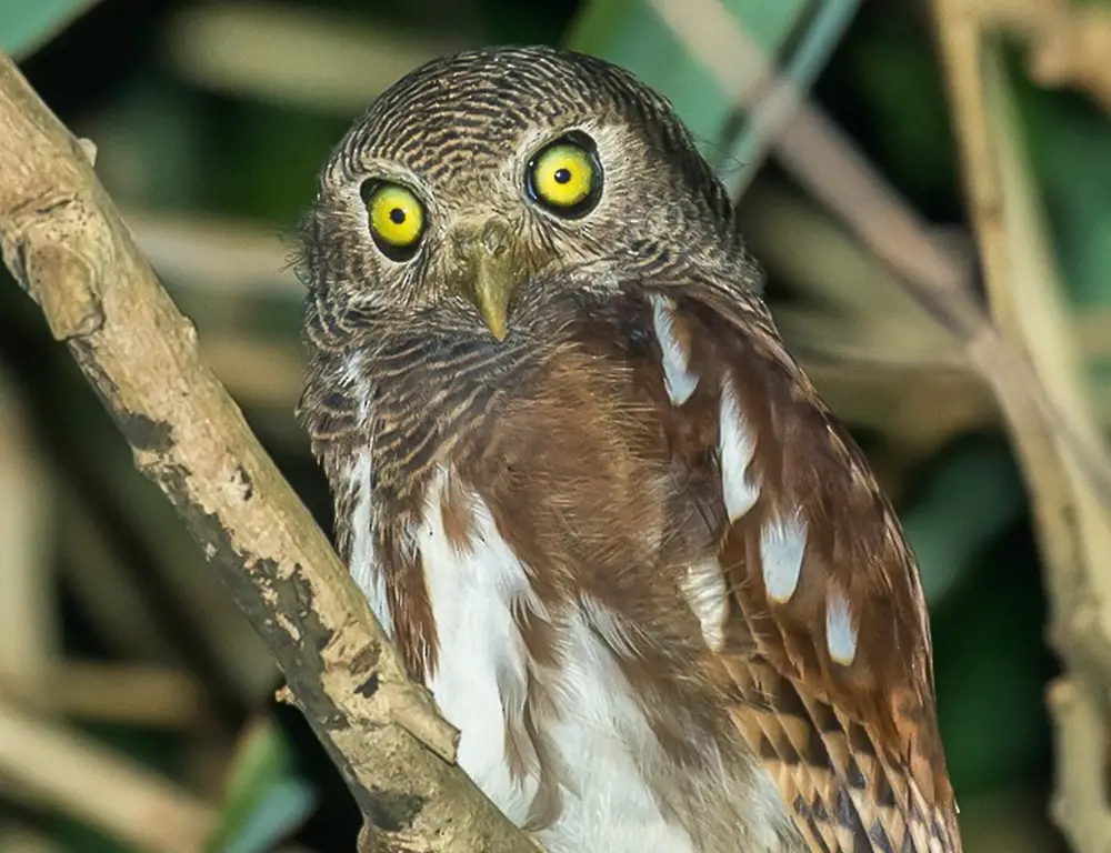 Javan Owlet