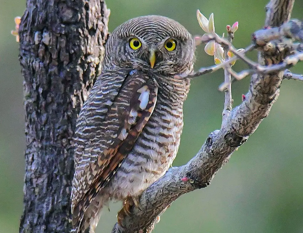 Jungle Owlet Conservation Status