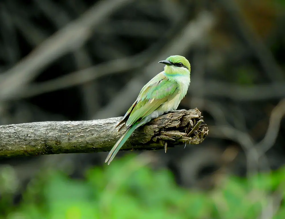 Key Facts About the Asian Green Bee-Eater
