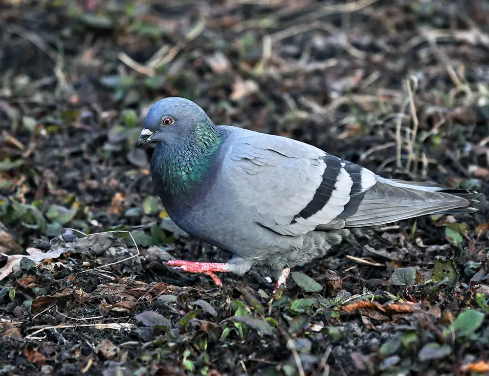 Key Physical Characteristics of the Rock Dove