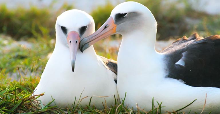 Laysan Albatross Life History