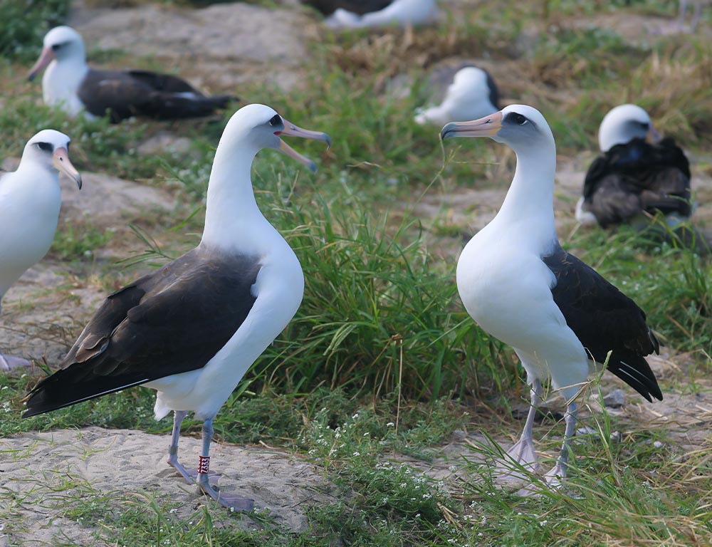 Laysan Albatross