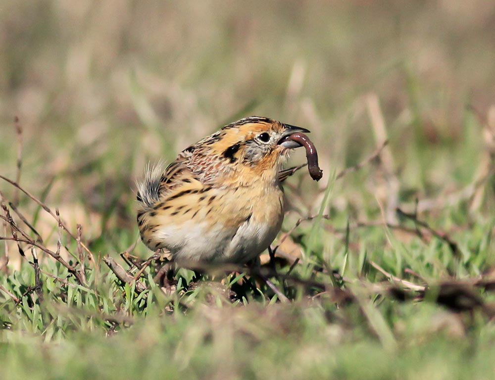 LeConte's Sparrow