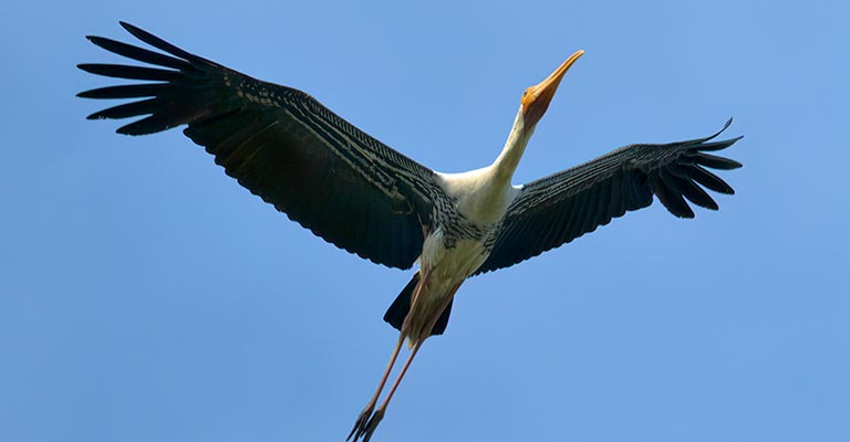 Leptoptilos Wing Span