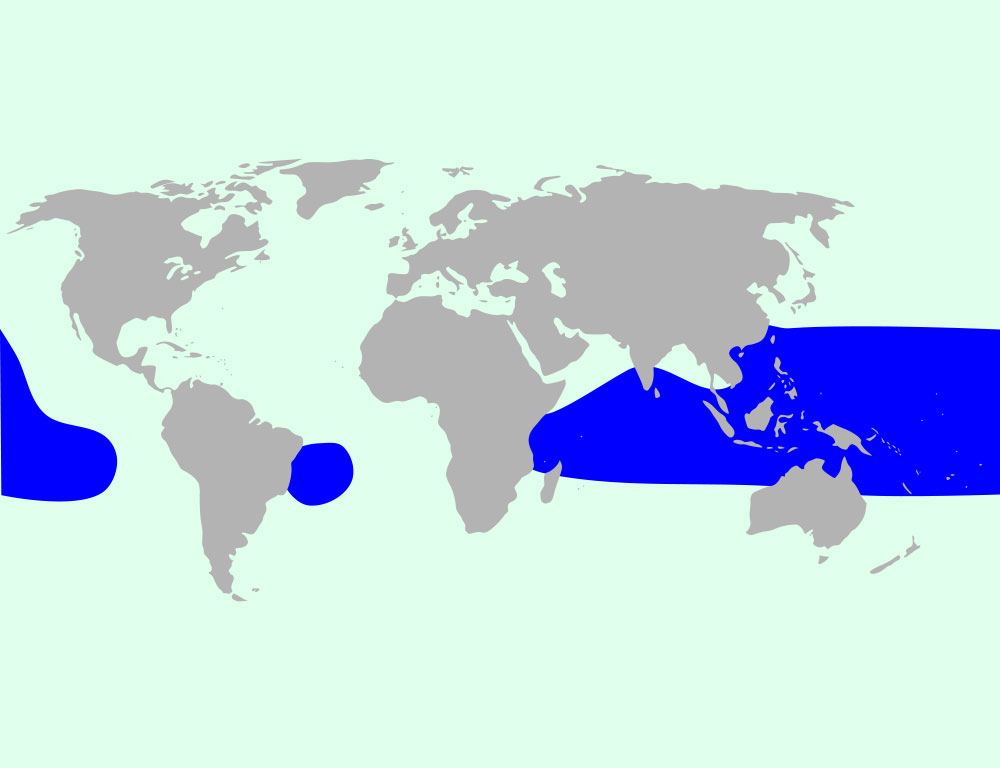 Lesser Frigatebird Range Map
