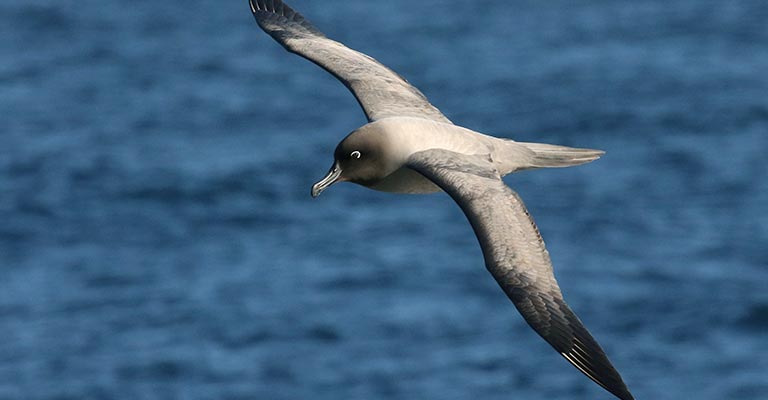 Light-mantled Albatross Life History