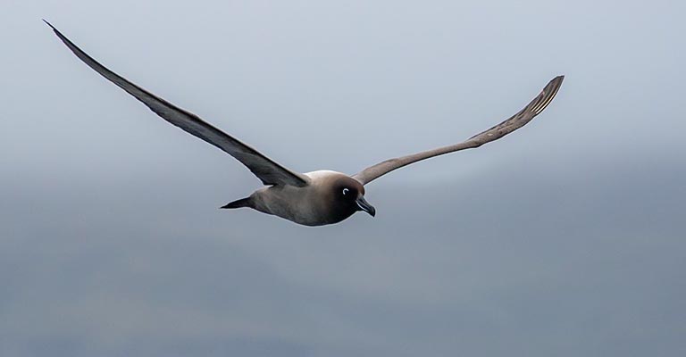 Light-mantled Albatross Wing pettern