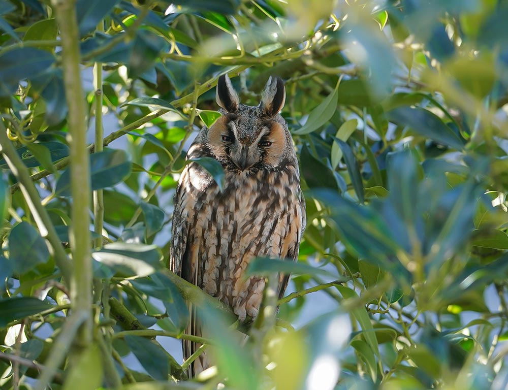 Long-eared Owl