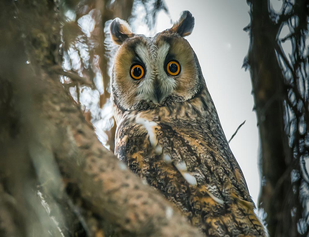 Long-eared Owl