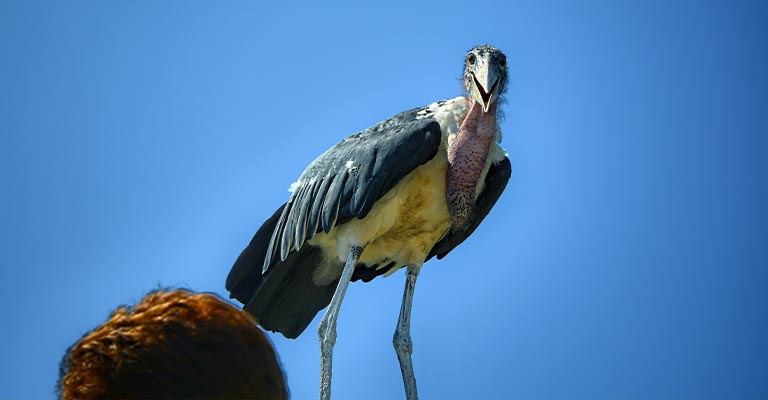 Marabou Stork Life History