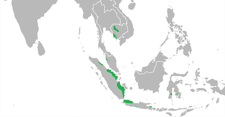 Milky Stork Range Map