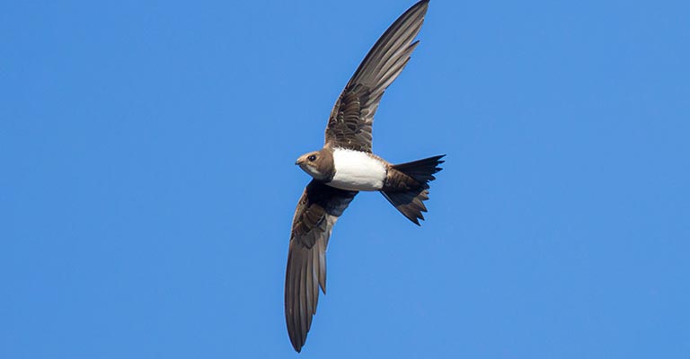 Nesting Habit of Alpine Swift