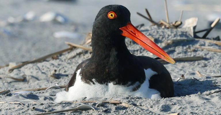 Nesting Habit of American Oystercatcher