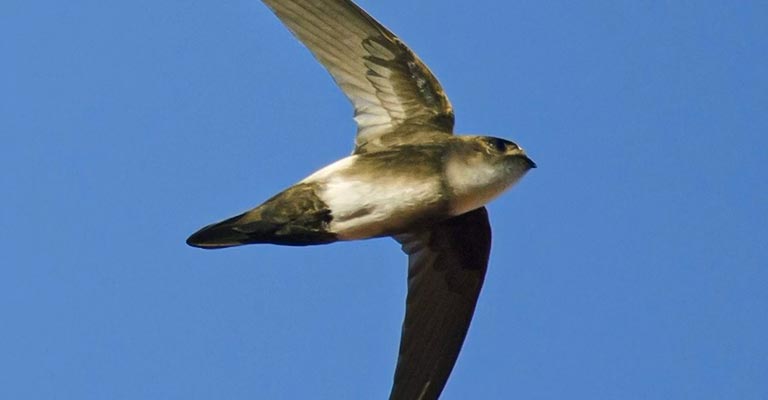 Nesting Habit of Antillean Palm Swift