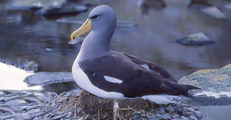 Nesting Habit of Chatham Albatross