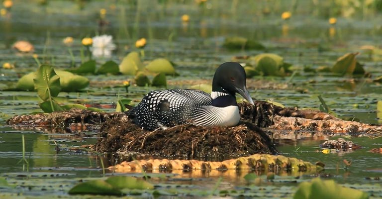 Nesting Habit of Common Loon