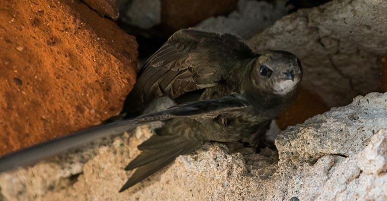 Nesting Habit of Common Swift