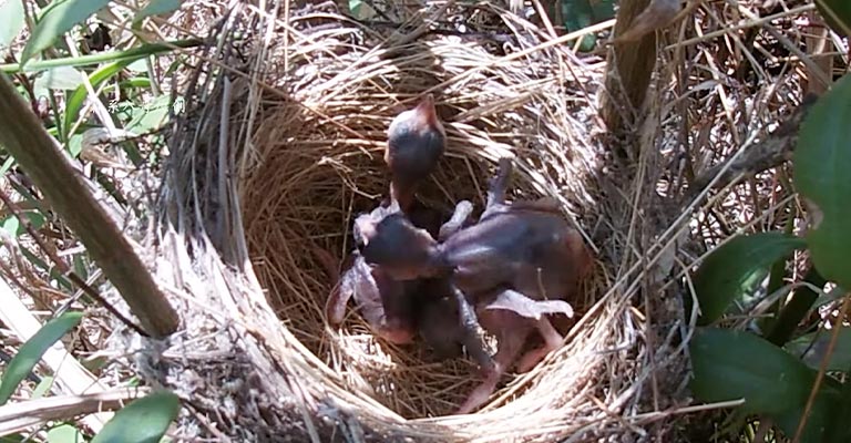 Nesting Habit of Dark-billed Cuckoo
