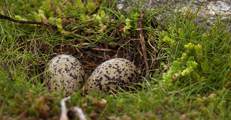 Nesting Habit of Eurasian Oystercatcher