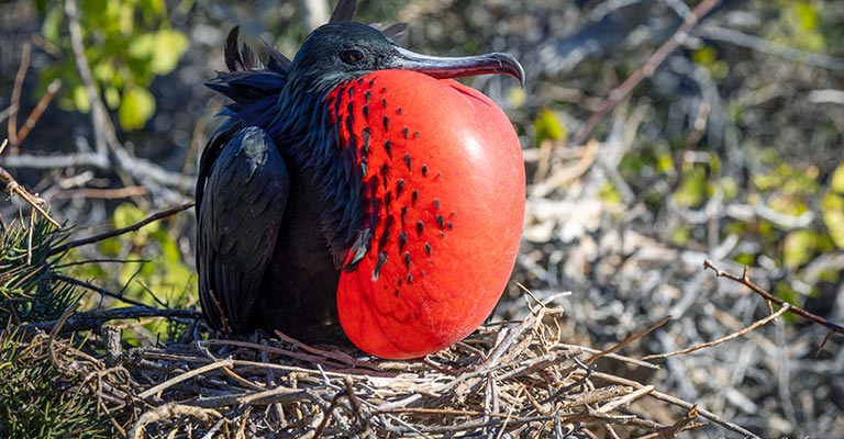 Nesting Habit of Frigatebirds