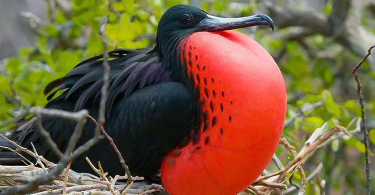 Nesting Habit of Great Frigatebird