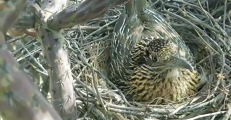 Nesting Habit of Greater Roadrunner