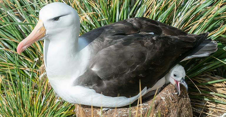Nesting Habit of Laysan Albatross
