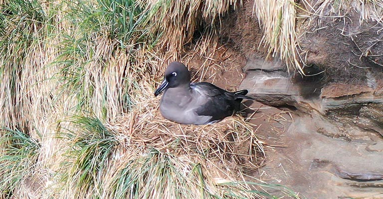 Nesting Habit of Light-mantled Albatross