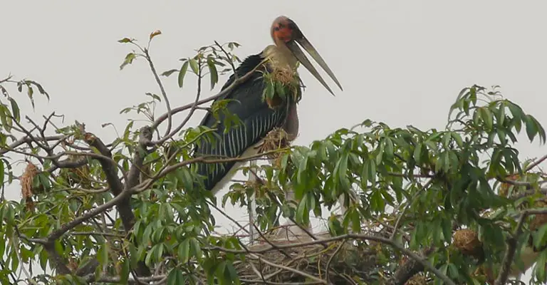 Nesting Habit of Marabou Stork