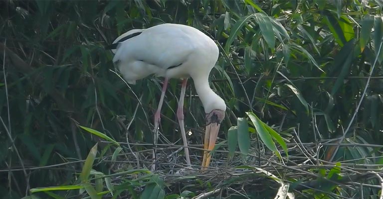 Nesting Habit of Milky Stork