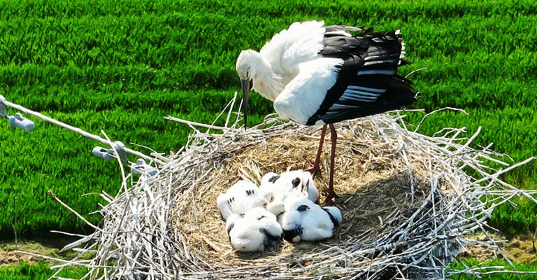 Nesting Habit of Oriental Stork