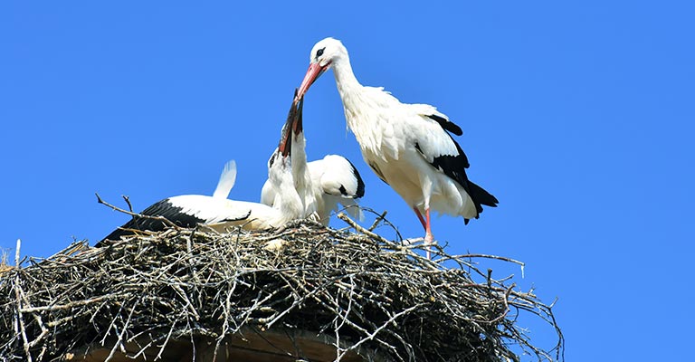 Nesting Habit of White Stork