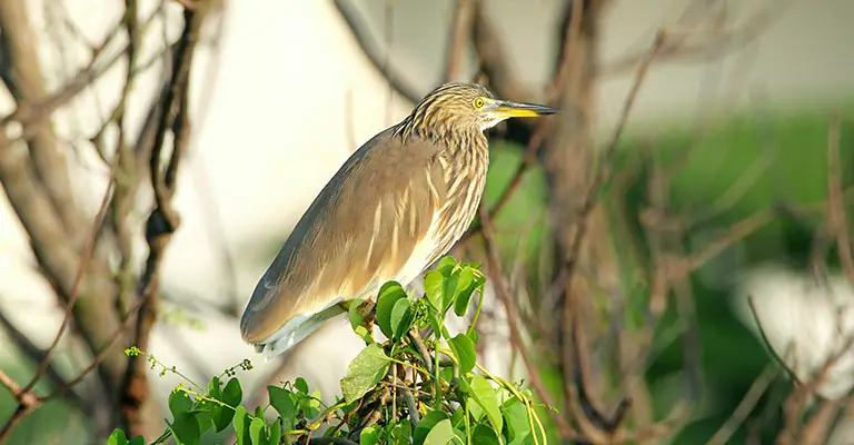 Nesting Habits of Indian Pond Herons