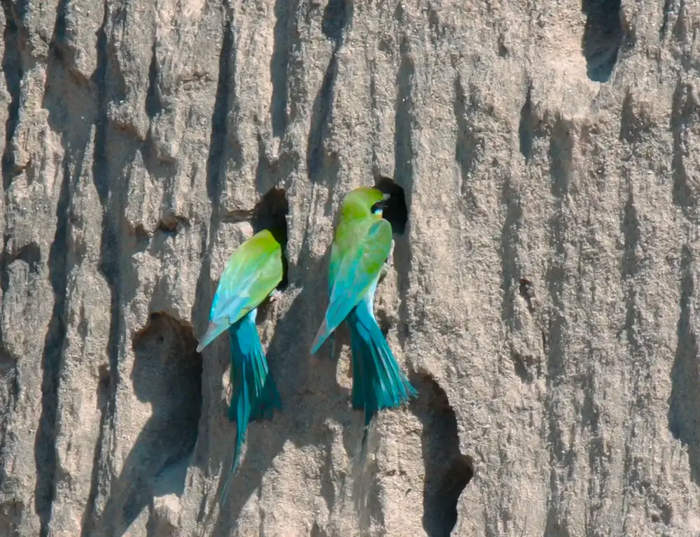 Nesting and Breeding Habits of Blue-tailed Bee-Eaters