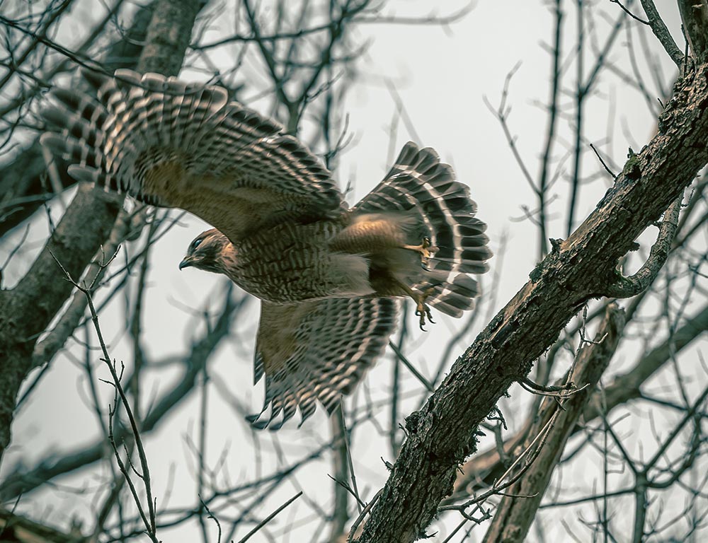 Northern Goshawk