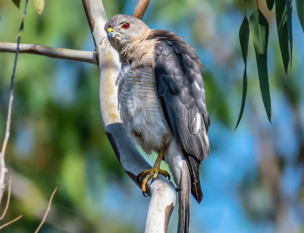 Northern Goshawk