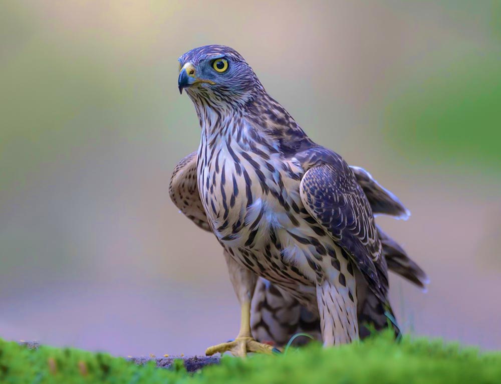 Northern Goshawk