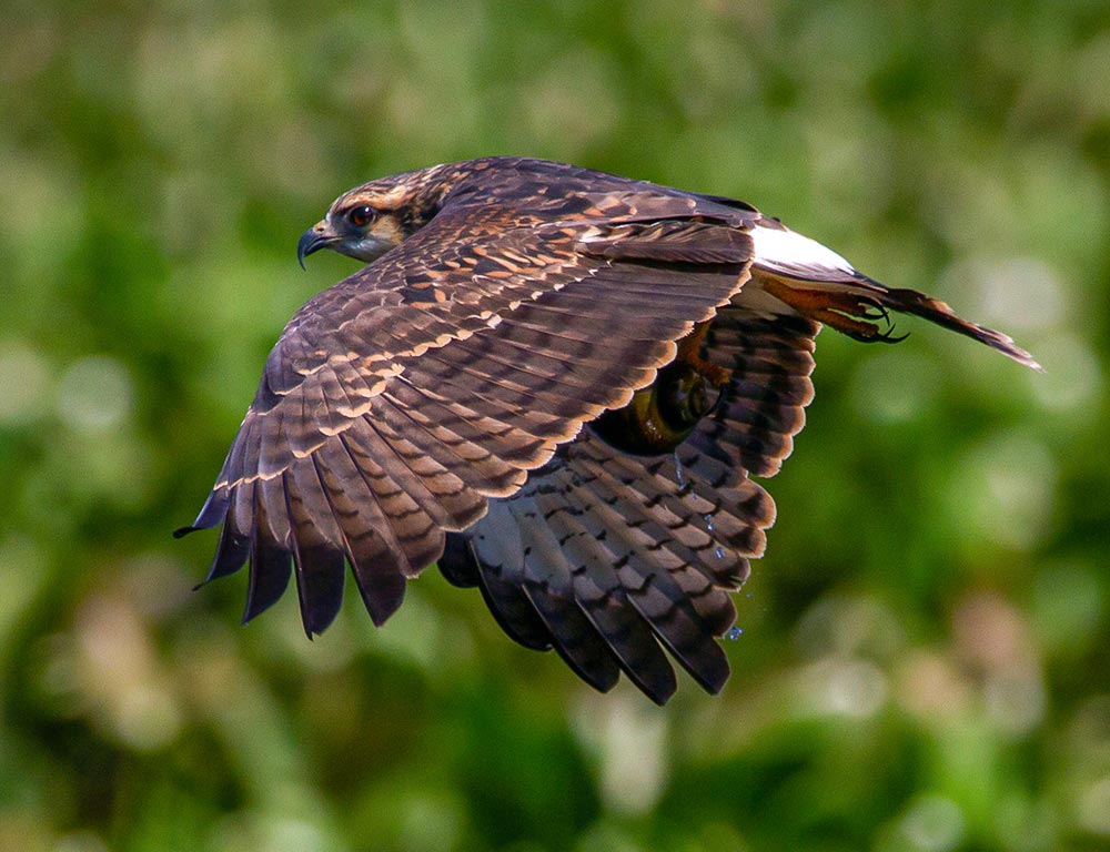 Northern Harrier